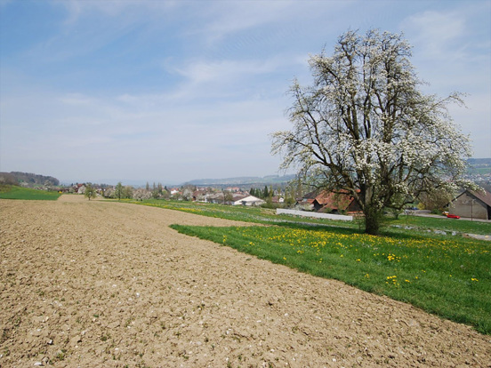 >Bauland für Einfamilienhäuser | Boniswil